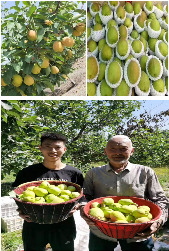 　　圖二：新疆庫爾勒“西域圣果”香梨基地